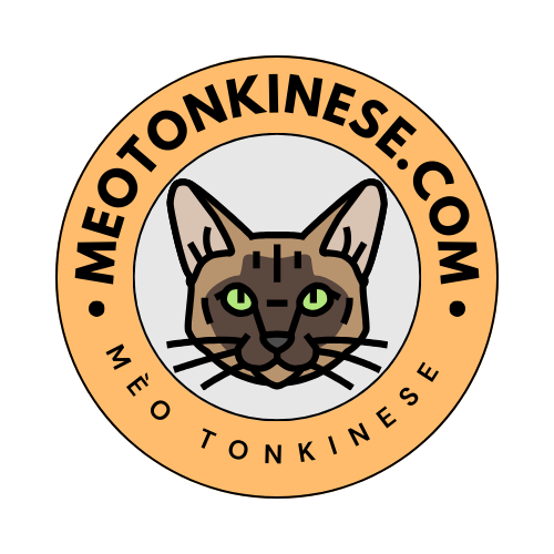 Mèo Tonkinese